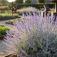 Саджанці Перовскії лебедолистної Блю Спайр (Perovskia atriplicifolia Blue Spire) Р9 - зображення 1