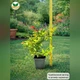 Саджанці Спіреї японської Голдфлейм (Spiraea japonica Goldflame) Р9 - зображення 7