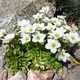 Саженцы Камнеломки Арендса белая (Saxifraga Arendsii) Р9 - изображение 6