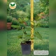 Саженцы Гортензии метельчатой Фрайз Мельба (Hydrangea paniculata Fraise Melba) Р9 - изображение 6