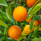 Саджанці апельсина Вашингтон Навел (Citrus sinensis Washington navel) - ранній, холодостійкий - зображення 1