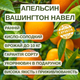 Саджанці апельсина Вашингтон Навел (Citrus sinensis Washington navel) - ранній, холодостійкий - зображення 4