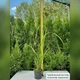 Саджанці Пеннісетума лисохвостовидного Ред Хет (Pennisetum alopecuroides Red Head) Р9 - зображення 4