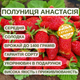 Саджанці суницеполуниці Анастасія - середньо-рання, ароматна, невибаглива - изображение 5