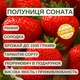 Саджанці полуниці (розсада) Соната (Sonata) - середньо-рання, крупноплідна, високоврожайна - зображення 5