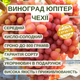 Саженцы Винограда Кишмиш Юпитер Чехии - среднего срока, крупноплодный, морозостойкий - изображение 2