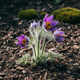 Саженцы Сон-травы (Pulsatilla patens) Р9 - изображение 1