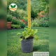 Саженцы Ромашки Садовой (Leucanthemum) P9 - изображение 3