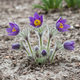 Саженцы Сон-травы (Pulsatilla patens) Р9 - изображение 3