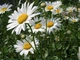 Саженцы Ромашки Садовой (Leucanthemum) P9 - изображение 5