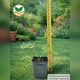 Саженцы Сон-травы (Pulsatilla patens) Р9 - изображение 6