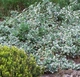 Саженцы Бересклета Форчуна Эмеральд Гаети (Euonymus fortunei Emerald Gaiety) Р9 - изображение 2