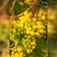 Саженцы Винограда Цимус - сверхранний, мускатный, урожайный - изображение 2