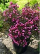 Саджанці Вейгели квітучої Олександра (Weigela florida Alexandra) Р9 - зображення 7