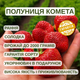Саджанці полуниці (розсада) Комета - рання, високоурожайна, ароматна - зображення 5