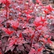 Саженцы Пузыреплодник калинолистный Леди ин Рэд (Physocarpus opulifolius Lady in Red) Р9 - изображение 2