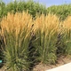 Саженцы Вейника остроцветкового Карл Форстер (Calamagrostis acutiflora Karl Foerster) Р9 - изображение 1