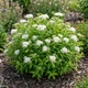 Саджанці Спіреї японської Альбіфлора (Spiraea japonica Albiflora) Р9 - зображення 1