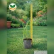 Саженцы Вейника остроцветкового Карл Форстер (Calamagrostis acutiflora Karl Foerster) Р9 - изображение 7