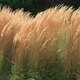 Саженцы Вейника остроцветкового Карл Форстер (Calamagrostis acutiflora Karl Foerster) Р9 - изображение 10