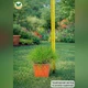 Саженцы Овсяницы Гаутера (Festuca gautieri) Р9 - изображение 4