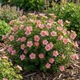 Саженцы Лапчатки Лавли Пинк (Potentilla fruticosa Lovely Pink) Р9 - изображение 2