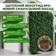 Саженцы Винограда Вичи, привитого (Parthenocissus tricuspidata Veitchii), Р11 (1л) - изображение 7