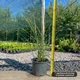 Саженцы Мискантуса китайского Зебринус (Miscanthus sinensis Zebrinus) - изображение 3