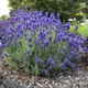 Саженцы Лаванда узколистная Блю Сенд Эрли (Lavandula angustifolia Blue Scent Early) Р9 - изображение 5