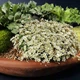 Саженцы Камнеломки Арендса белая Вайт Пикс (Saxifraga Arendsii White Pixie) Р9 - изображение 5