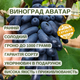Саженцы Винограда Кишмиш Аватар - ранне-среднего срока, гармоничный вкус, крупноплодный - изображение 2