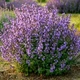 Саженцы Котовника Фассени Пурсиан Блю (Nepeta faassenii Pursian Blue) Р9 - изображение 1