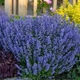 Саженцы Котовника Фассени Пурсиан Блю (Nepeta faassenii Pursian Blue) Р9 - изображение 5