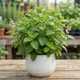 Саженцы Мяты Мохито (Mentha nemorosa Mokhito / Mojito) P9 - изображение 1