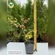Саженцы Кизильника блестящего, вертикальный (Cotoneaster lucidus) Р9 - изображение 4