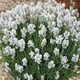 Саженцы Лаванды узколистной Белая (Lavandula angustifolia) Р9 - изображение 1