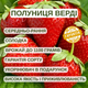 Саджанці полуниці (розсада) Верді (Verdi) - середньо-рання, крупноплідна, високоврожайна - зображення 5