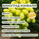 Саджанці Винограду Конвалія - ранньо-середнього строку, великоплідний, морозостійкий - зображення 4