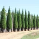 Саджанці Купрессоципариса Лейланда (Cupressocyparis leylandii) Р9 - зображення 4