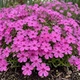 Саджанці Флокса шилоподібного Дрюмонд Пінк (Phlox subulata Drummond Pink) Р9 - зображення 10