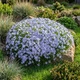 Саджанці Флокса шилоподібного Емеральд Кюшон Блю (Phlox subulata Emerald Cushion Blue) Р9 - зображення 7
