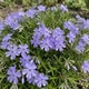 Саджанці Флокса шилоподібного Емеральд Кюшон Блю (Phlox subulata Emerald Cushion Blue) Р9 - зображення 10