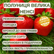 Саджанці полуниці в касеті Велика Ненсі (Big Nancy) - ремонтантна, урожайна, солодка (в касеті) + Подарунок - зображення 4