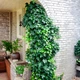 Саджанці Плюща звичайного (Hedera helix) Р9 - изображение 6