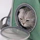 Рюкзак переноска для кота кошки котенка маленьких собак до 8 кг прозрачный зеленый (002279) - изображение 8