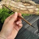 Кисть для каллиграфии и живописи из ворса колонка Тонкая кисть 1.7см - изображение 3