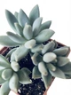 Суккулент Эхеверия Хукера (Echeveria Hookeri) (s017s-3) - изображение 3