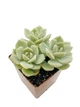 Суккулент Эхеверия Лола (Echeveria Lola) три цветка (s032s-3) - изображение 2