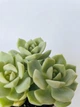 Суккулент Эхеверия Лола (Echeveria Lola) три цветка (s032s-3) - изображение 3
