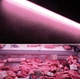 Светодиодные лампы для мясных витрин 1500 мм 17,9W Ledvance (OSRAM) - изображение 3